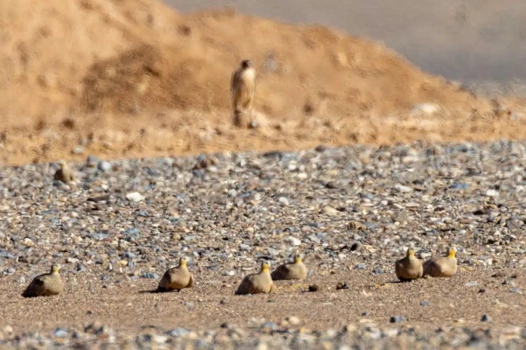 Flock of sandgrouse birds foraging in a Moroccan landscape.