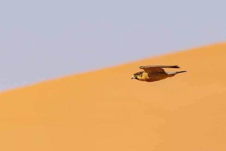 Falcon in flight over the Moroccan desert. Birding in Morocco.