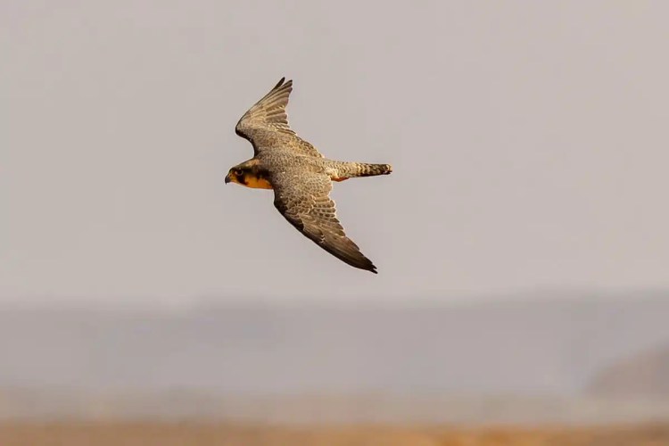 Barbary Falcon in flight over Morocco. Birding in Morocco.