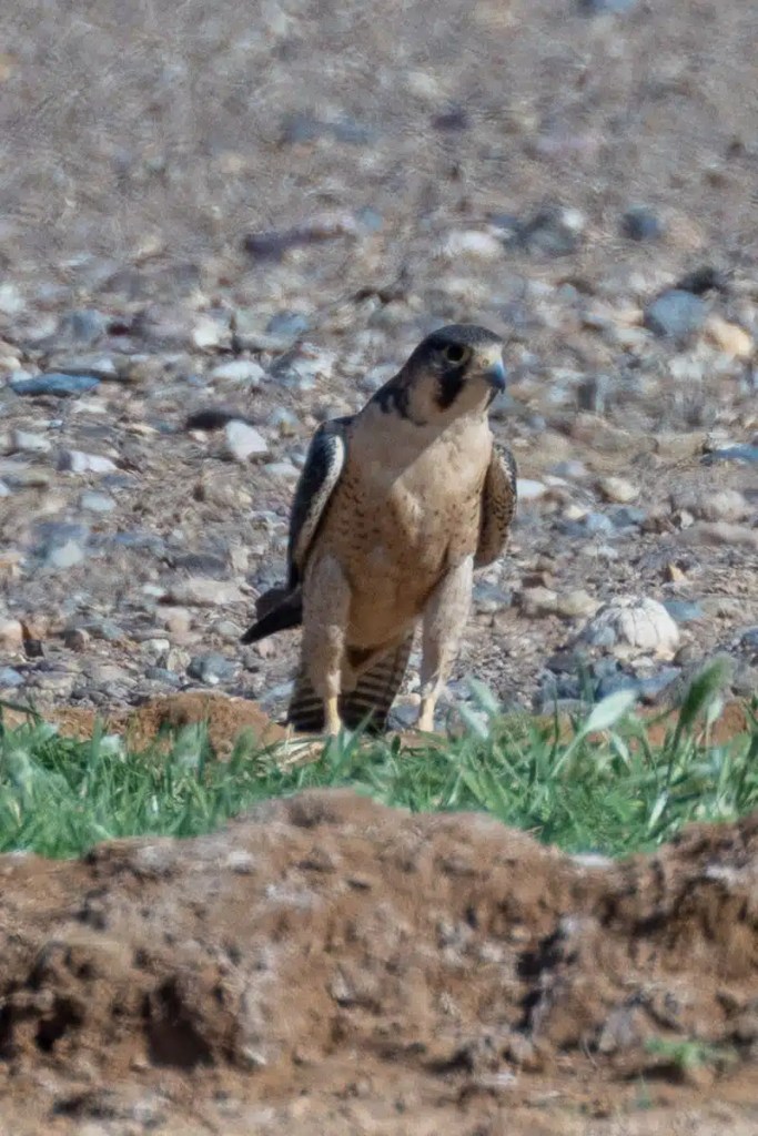Peregrine falcon standing alert on the ground in Morocco. Birding in Morocco.
