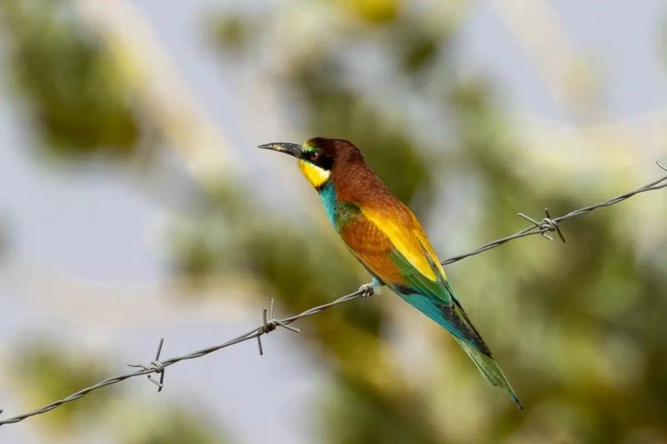 European bee-eater bird perched on barbed wire. Birding in Morocco.