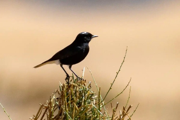 Black wheatear perched on a bush in Morocco. Birding in Morocco.