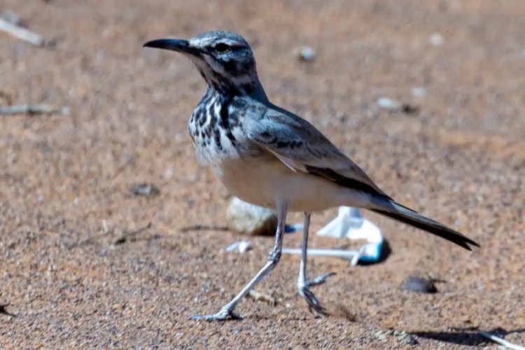 Birding in Morocco: A striking lark bird with speckled chest stands on sandy ground.