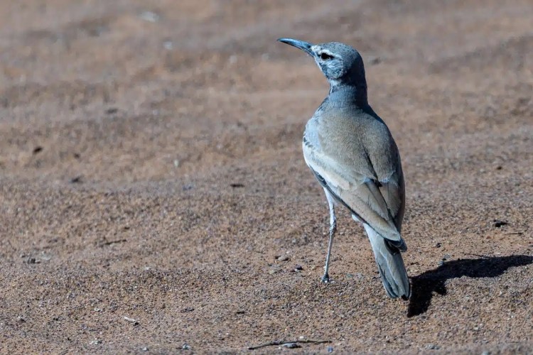 Dunn's Lark in Morocco. Birding in Morocco highlights this bird with a gray head and tan body standing in a sandy environment.