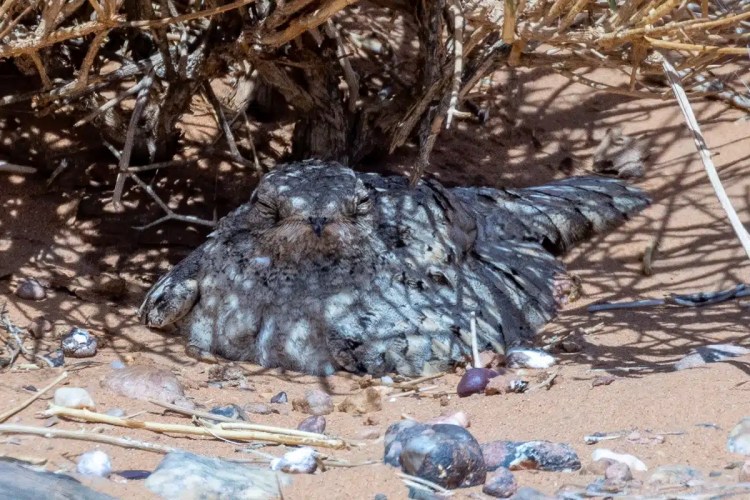 Camouflaged bird nesting on the ground in Morocco, blending with sand and rocks.