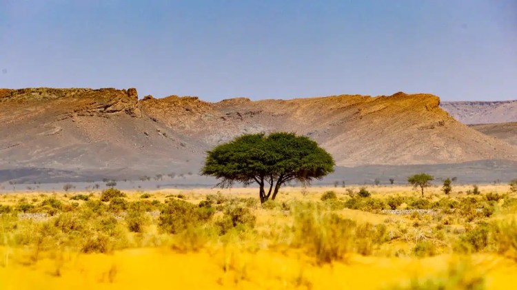 Lone tree in Moroccan desert landscape, with arid terrain and distant mountains. Birding in Morocco.