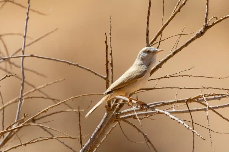 Birding in Morocco: A pale-colored warbler perched on a thorny branch in its natural habitat.