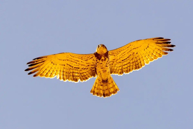 Short-toed snake eagle in flight against a clear blue sky. Birding in Morocco.