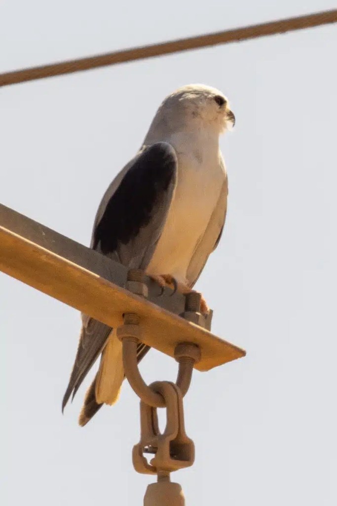 Grey and white kite perched on metal structure in Morocco. Birding in Morocco.