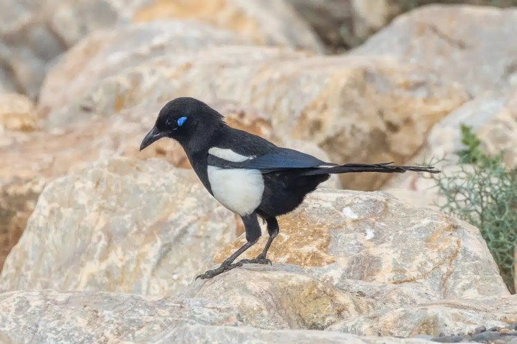 Magpie bird with blue eye, perched on rocks. Birding in Morocco.
