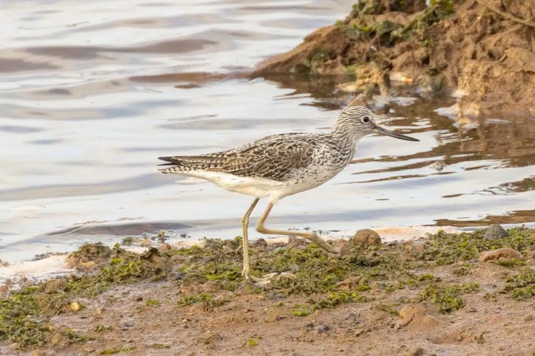 Shorebird foraging on the Moroccan coast. Birding in Morocco offers diverse species.