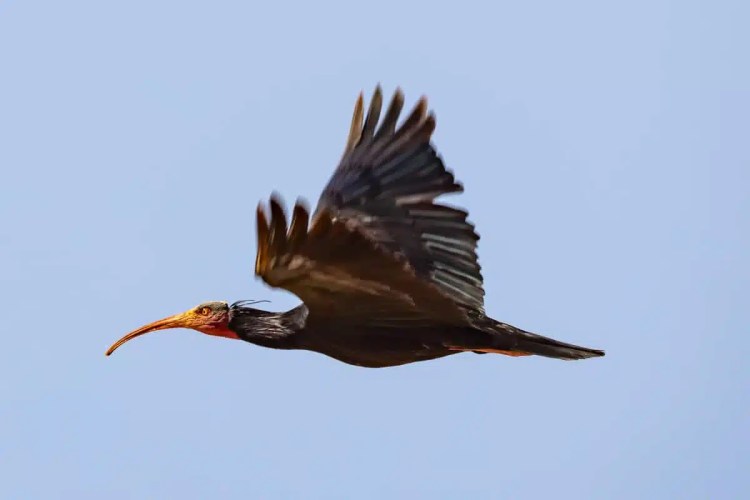 Northern Bald Ibis in flight against a clear blue sky. Birding in Morocco.