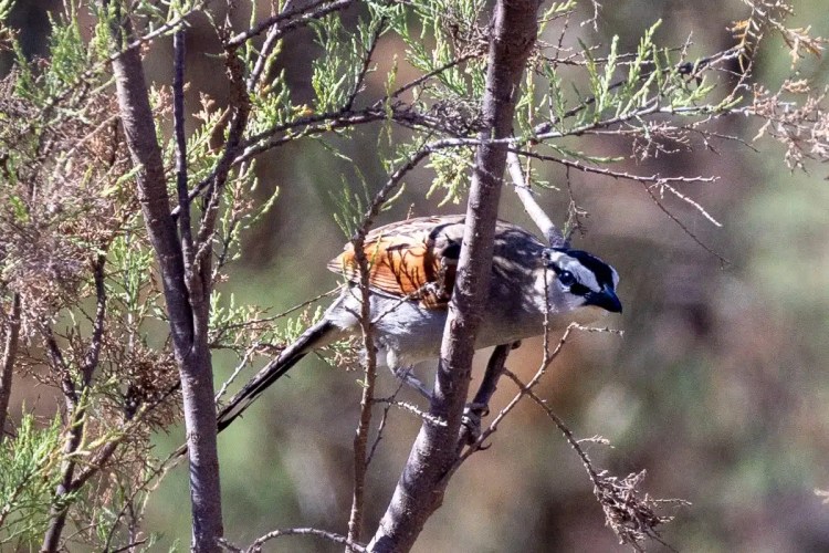 Banded Parisoma bird perched in a tree in Morocco. Birding in Morocco.