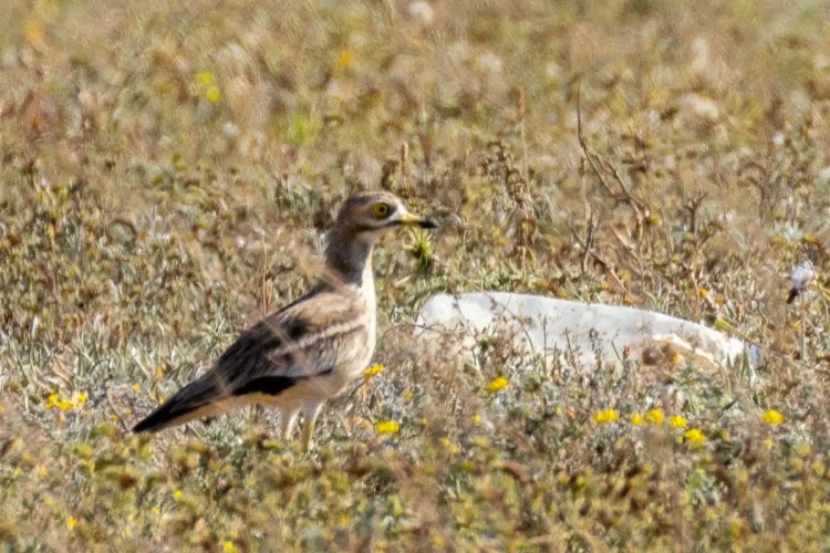 Stone curlew bird in a field in Morocco. Birding in Morocco.