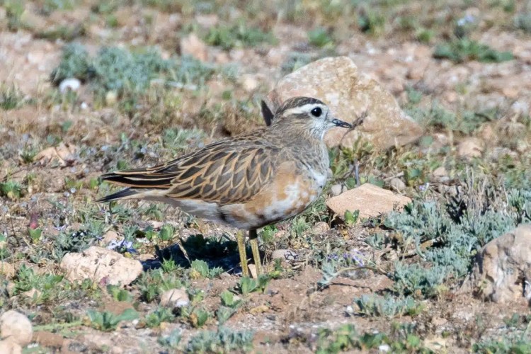 Cream-colored courser bird in Morocco, blending into the rocky, grassy terrain. Birding in Morocco.