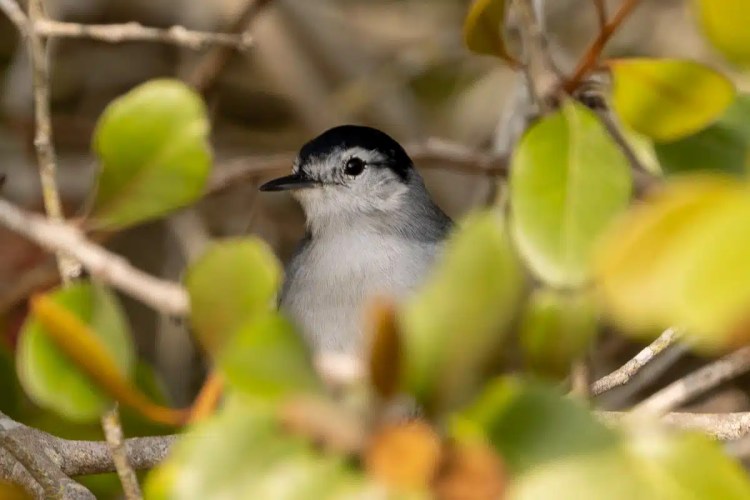 Chaffinch clings to tree trunk in Menstrie Woods, holding nesting material.