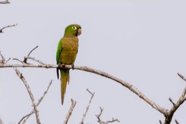 Chaffinch clings to tree trunk in Menstrie Woods, holding nesting material.
