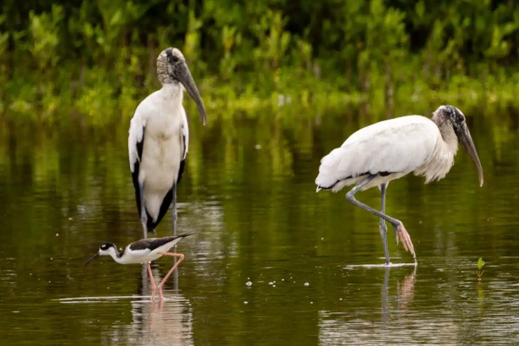 Chaffinch clings to tree trunk in Menstrie Woods, holding nesting material.