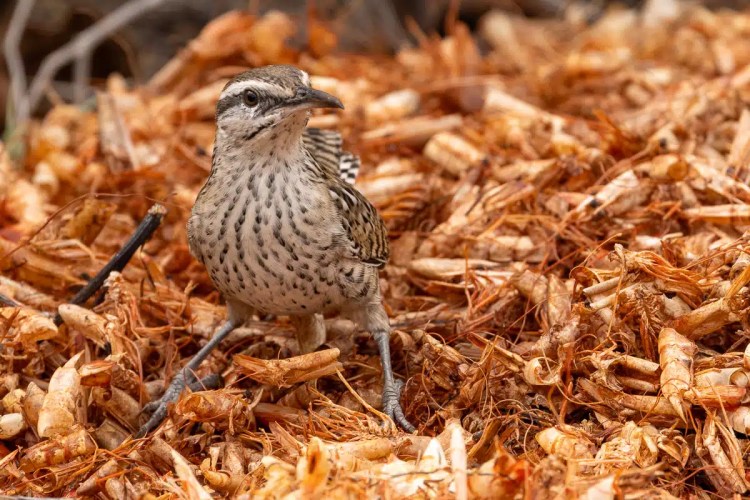 Chaffinch clings to tree trunk in Menstrie Woods, holding nesting material.