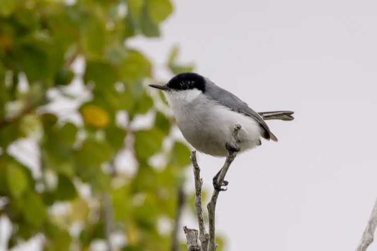 Chaffinch clings to tree trunk in Menstrie Woods, holding nesting material.