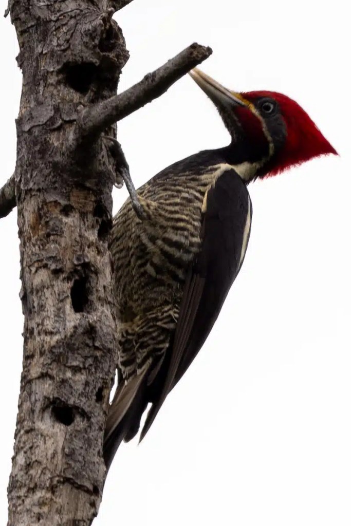 Nuthatch perched on a log in Menstrie Woods, showing its gray and tan plumage.