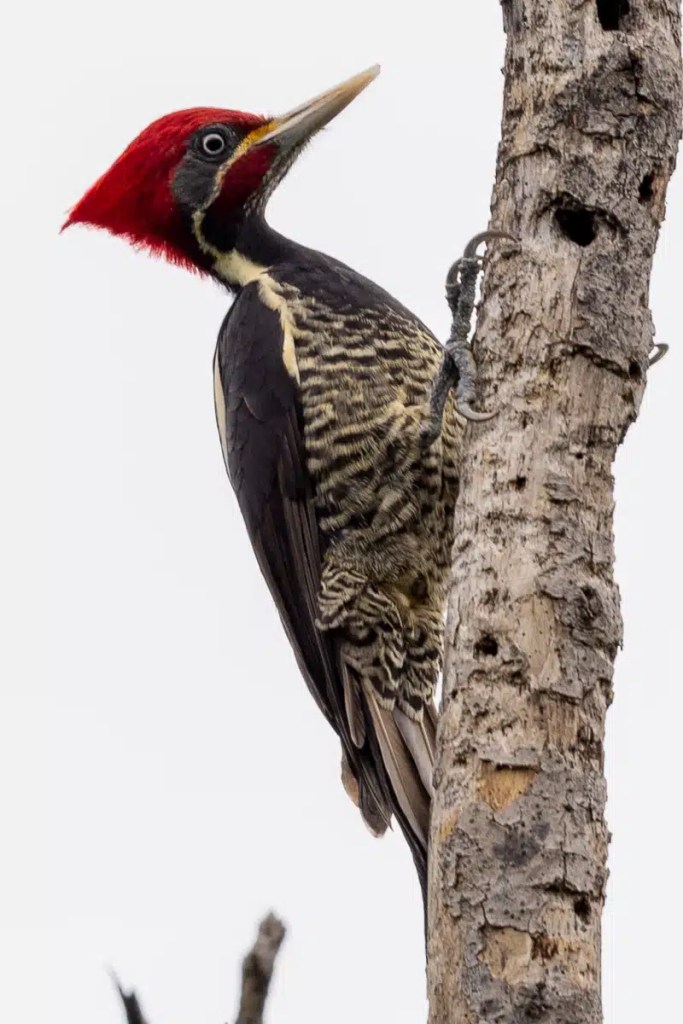 Nuthatch perched on a log in Menstrie Woods, showing its gray and tan plumage.