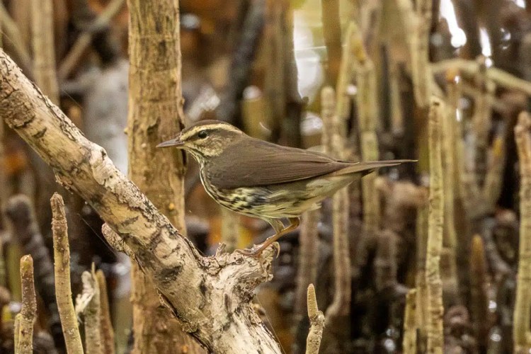 Nuthatch perched on a log in Menstrie Woods, showing its gray and tan plumage.