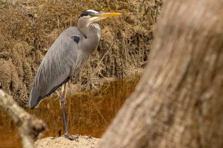 Nuthatch perched on a log in Menstrie Woods, showing its gray and tan plumage.