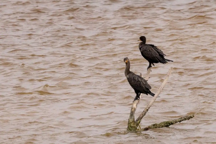 Nuthatch perched on a log in Menstrie Woods, showing its gray and tan plumage.