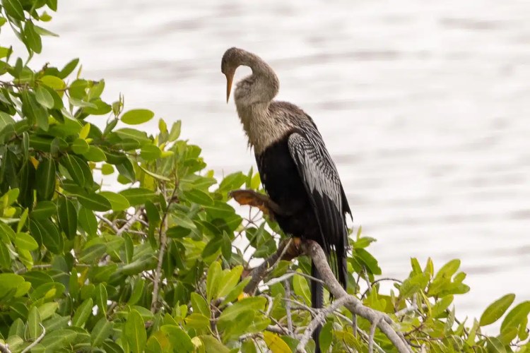 Male pheasant with colorful plumage standing on a mossy log in Menstrie Woods.