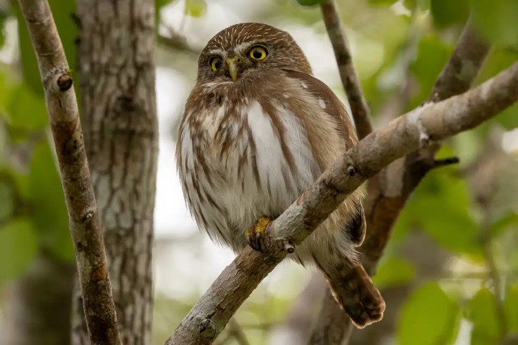 Male pheasant with colorful plumage standing on a mossy log in Menstrie Woods.
