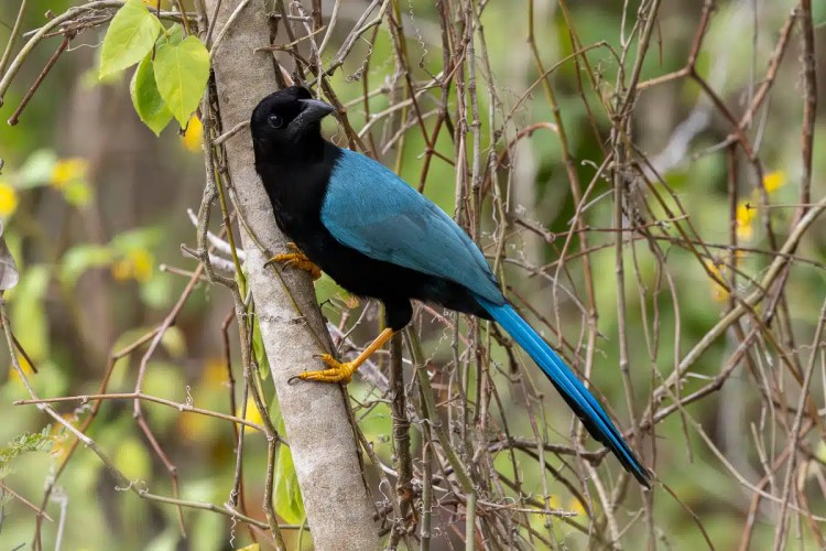 Male pheasant with colorful plumage standing on a mossy log in Menstrie Woods.