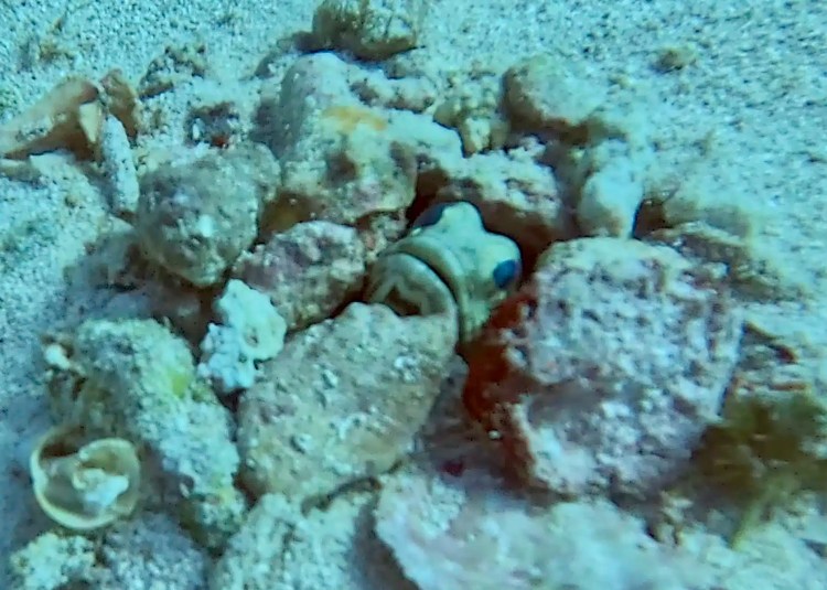 Long-tailed tit perched on a branch in Menstrie Woods