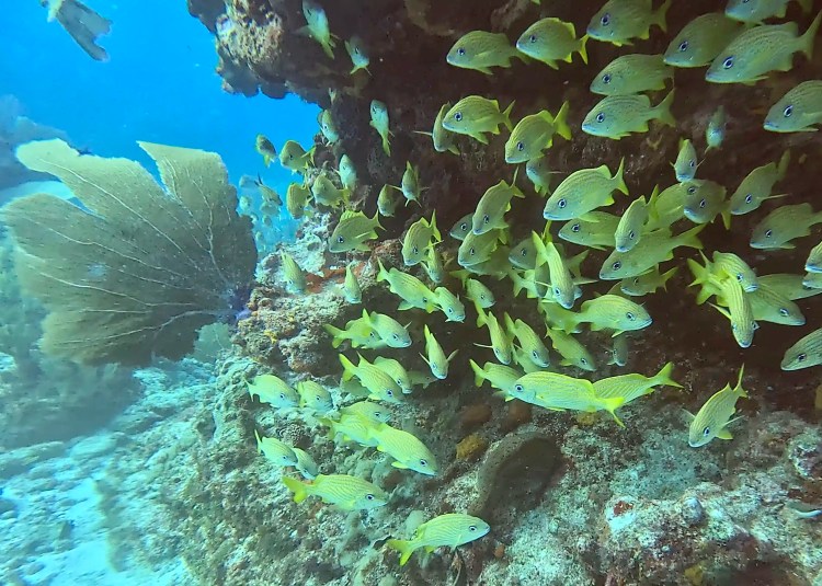 Long-tailed tit perched on a branch in Menstrie Woods