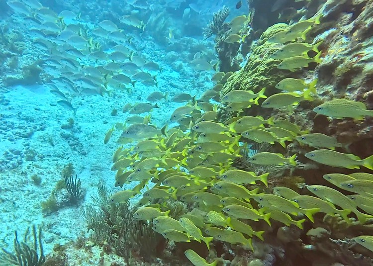 Long-tailed tit perched on a branch in Menstrie Woods