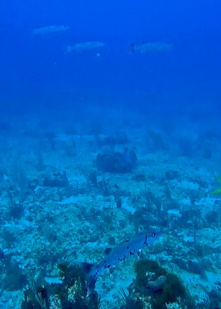 Path through Menstrie Woods, a carpet of bluebells under the trees.
