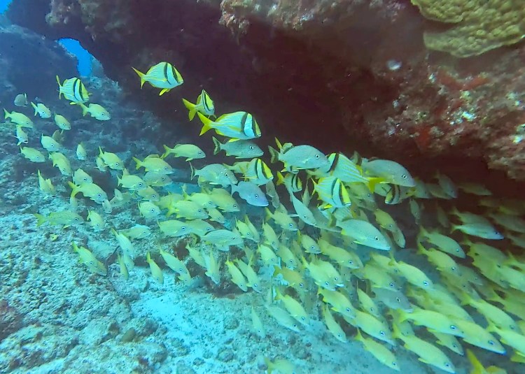 Path through Menstrie Woods, a carpet of bluebells under the trees.