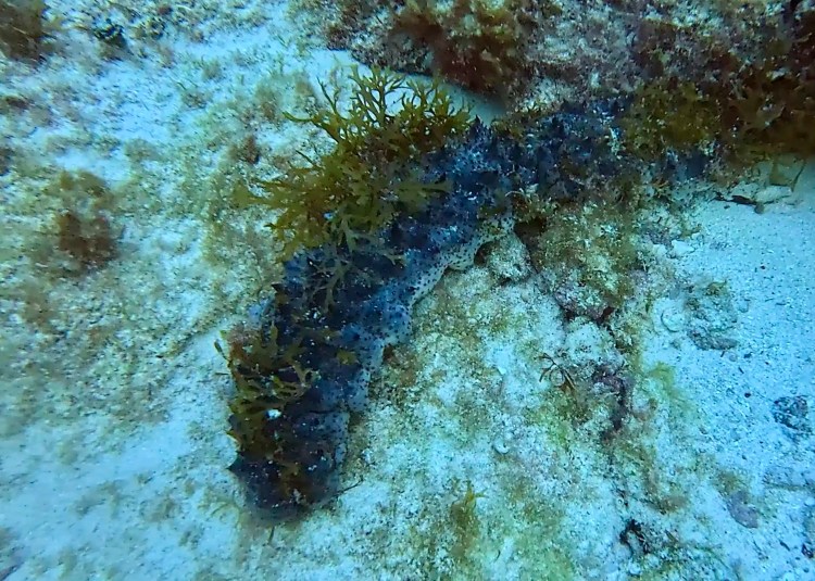 Path through Menstrie Woods, a carpet of bluebells under the trees.