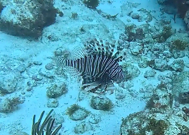 Path through Menstrie Woods, a carpet of bluebells under the trees.
