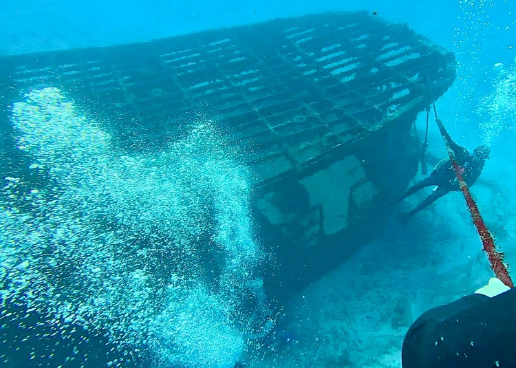 Path through Menstrie Woods, a carpet of bluebells under the trees.