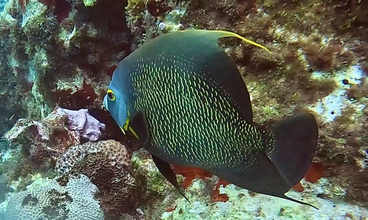 Chaffinch perched on a branch in Menstrie Woods.