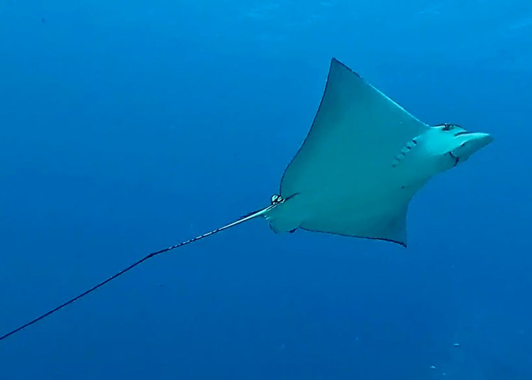 Path through Menstrie Woods, a carpet of bluebells under the trees.