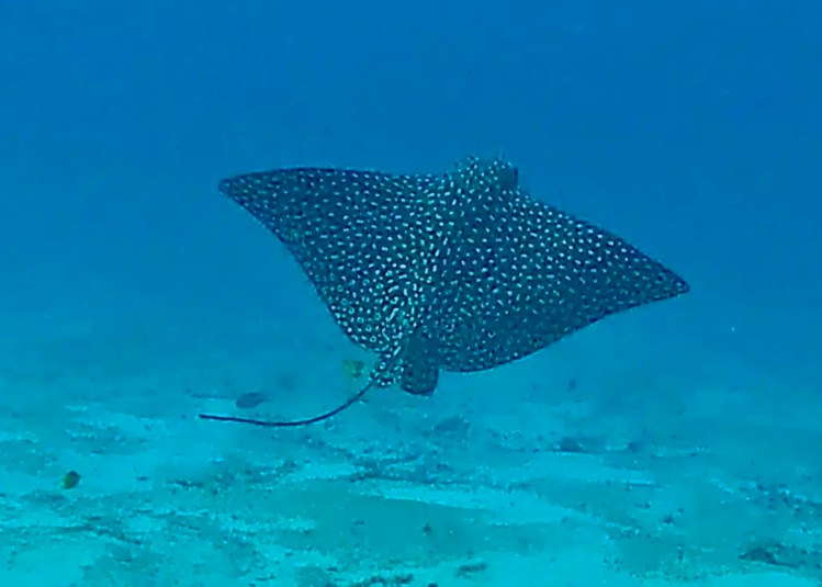 Path through Menstrie Woods, a carpet of bluebells under the trees.