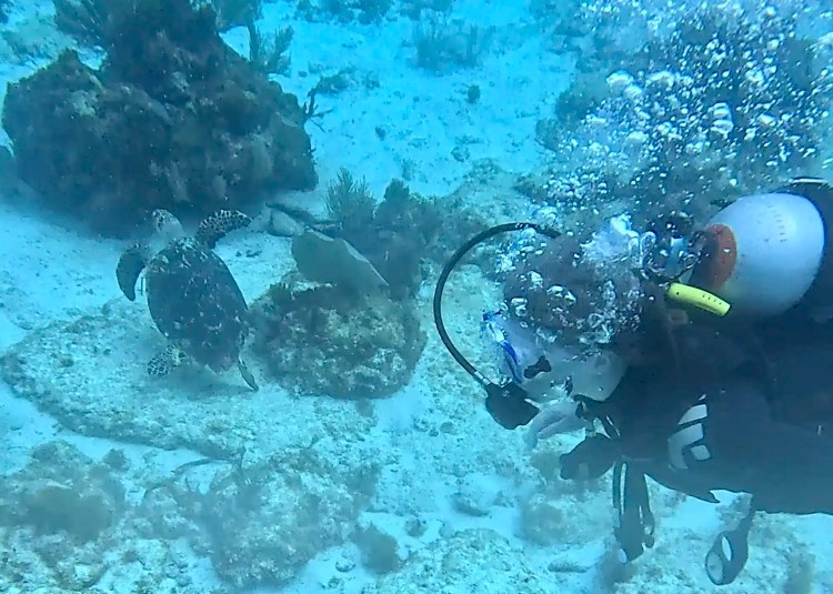 Chaffinch perched on a branch in Menstrie Woods.