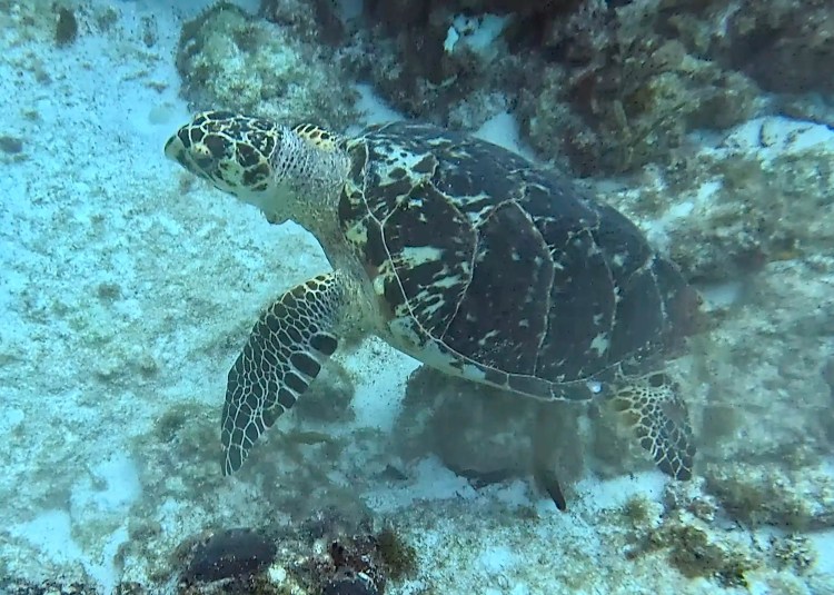 Long-tailed tit perched on a branch in Menstrie Woods