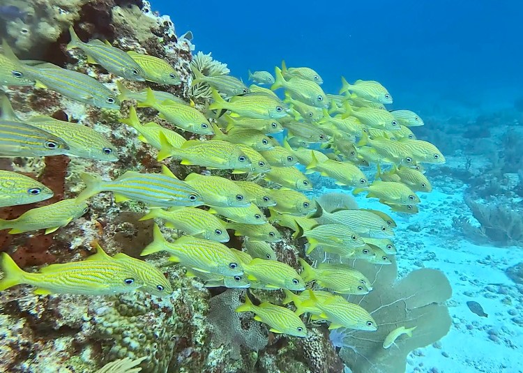 Long-tailed tit perched on a branch in Menstrie Woods