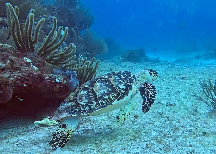 Long-tailed tit perched on a branch in Menstrie Woods