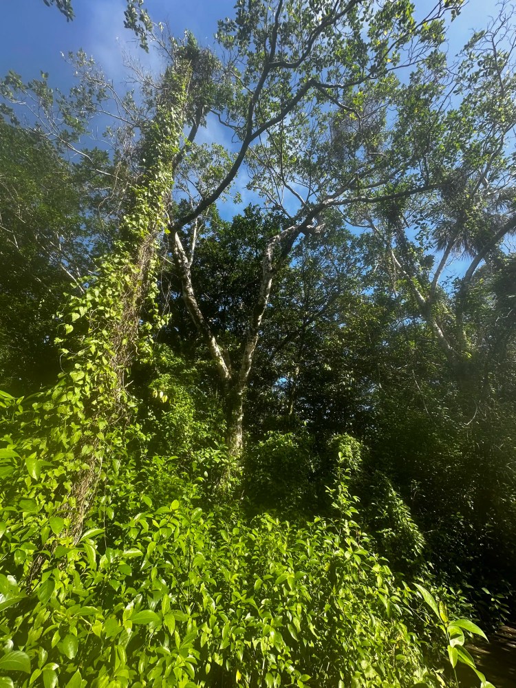 Blackcap bird perched on a branch in Menstrie Woods.