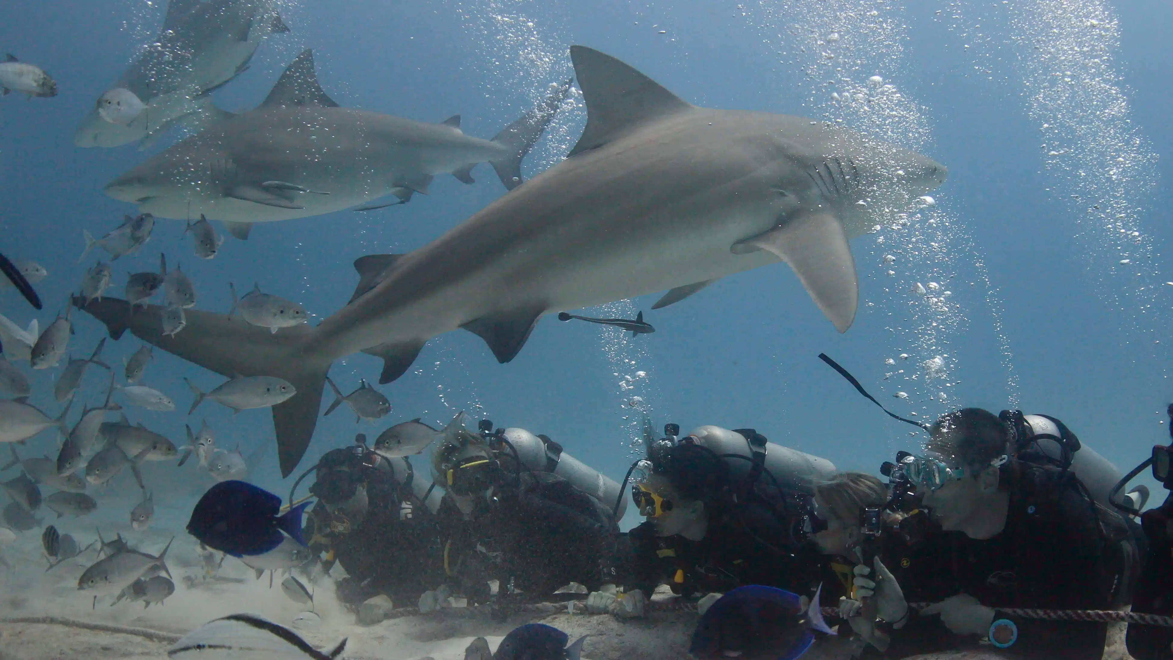 Bull sharks swim near scuba divers on a diving adventure. Bubbles rise toward the surface.