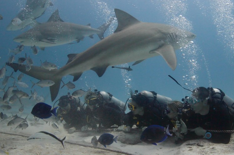 Diving with bull sharks: Group of scuba divers surrounded by bull sharks underwater.